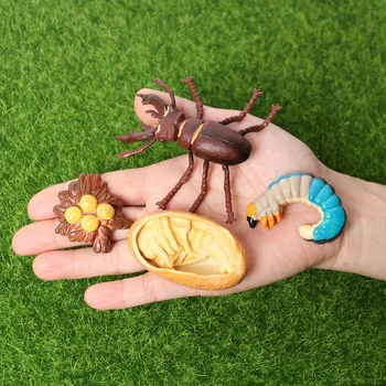 Ciclo de vida de los figurines de Mariquitas,Mariposas,Ranas,Mosquitos,el Pollo,la Hormiga,la Tortuga Animal Modelo Educativo de la Biología la Ciencia de los Juguetes