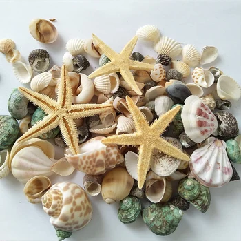 50Pcs Conchas de Mar Mezclada Océano Playa de Conchas de Diversos Tamaños Naturales de colores Conchas de mar Estrella de mar Perfecto para la Playa o para Fiesta Temática