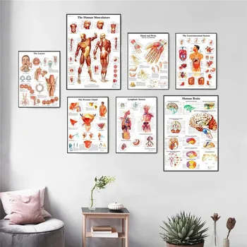 Pintura en tela Humanos de la Anatomía de los Músculos del Sistema de Arte de la Impresión del Cartel Mapa del Cuerpo Lienzo las Imágenes de la Pared para la Ciencia de la Medicina Dormitorio Decoración